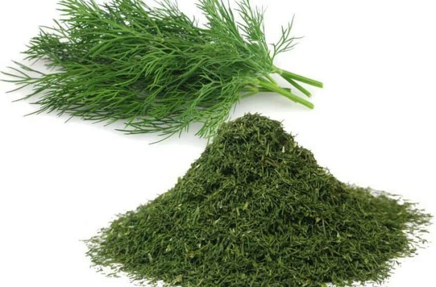 تصویر 1 از شوید خشک درجه یک مناسب آشپزی و صنایع غذایی